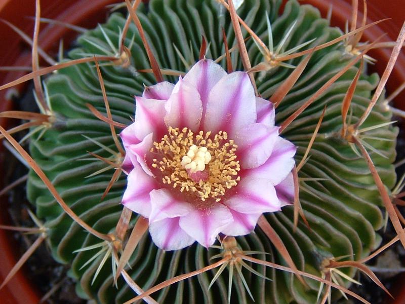 Стенокактус мультикостатус (Stenocactus multicostatus) Стенокактус мультикостатус (Stenocactus multicostatus)