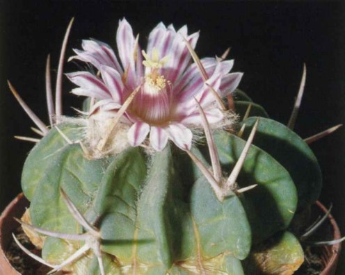 Стенокактус коптоногонус (Stenocactus coptonogonus) Стенокактус коптоногонус (Stenocactus coptonogonus)
