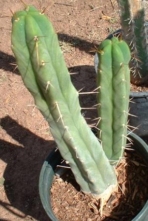 Трихоцереус бриджеси (Trichocereus bridgesii)
