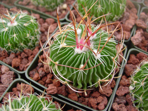 Стенокактус мультикостатус (Stenocactus multicostatus) Стенокактус мультикостатус (Stenocactus multicostatus)
