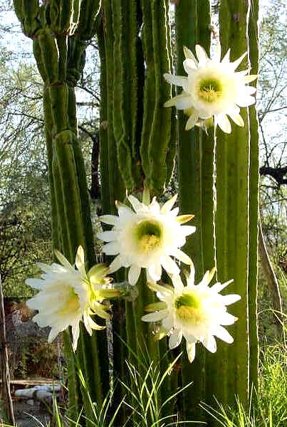 Трихоцереус бриджеси (Trichocereus bridgesii)