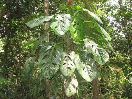 monstera_species_large_zamora