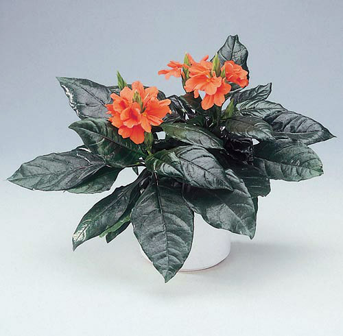 Комнатная кроссандра (Crossandra)