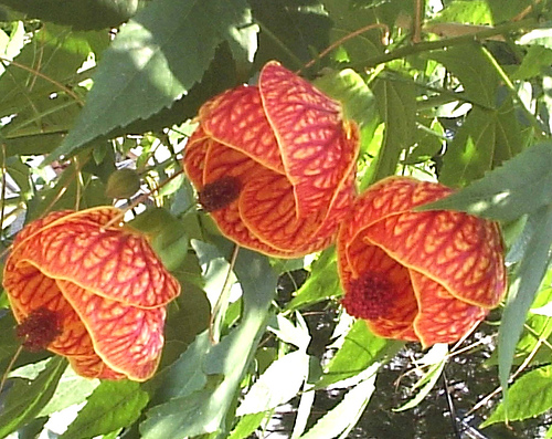 Abutilon striatum, Абутилон полосатый