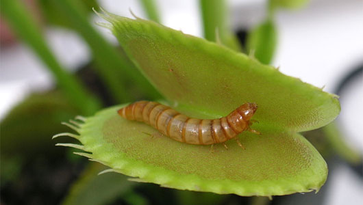 Philcoxia minensis - плотоядное растение, питается червями Philcoxia minensis - плотоядное растение, питается червями
