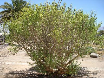 Растение Commiphora gileadensis может дать лекарство от рака