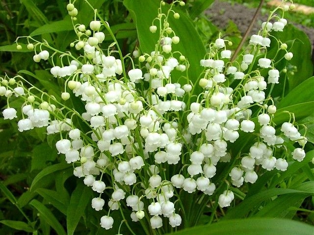 Ландыши - лилии долин