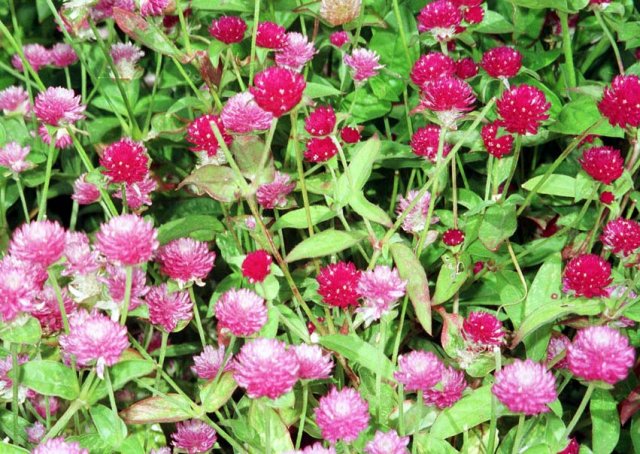Гомфрена (Gomphrena) Гомфрена (Gomphrena)
