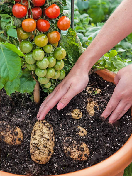 Помидоры или картофель? нет, TomTato!