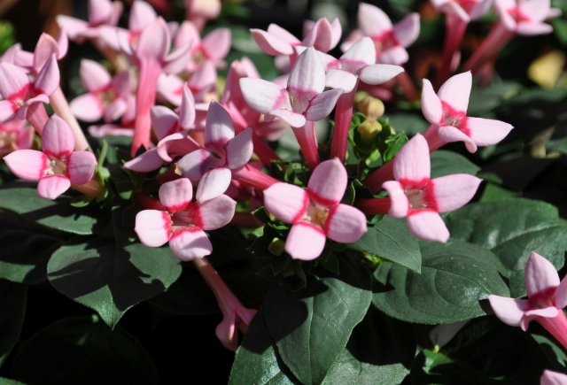 Бувардия (Bouvardia) Бувардия (Bouvardia)
