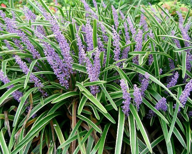 Лириопа (Liriope) Лириопа (Liriope)