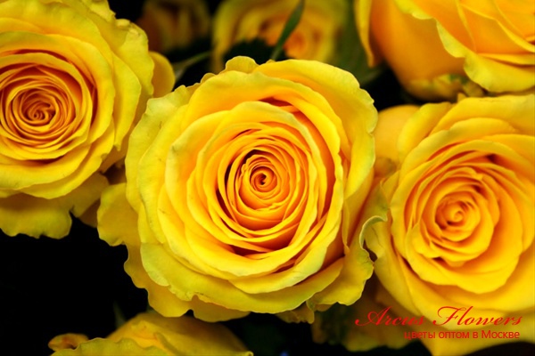Arcus Flowers
