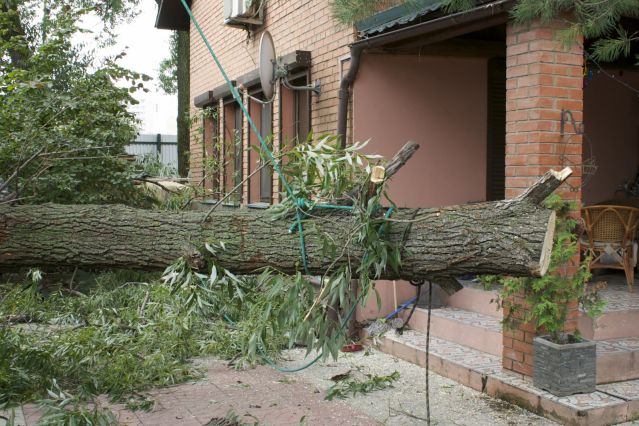 Удаление старых деревьев Удаление старых деревьев